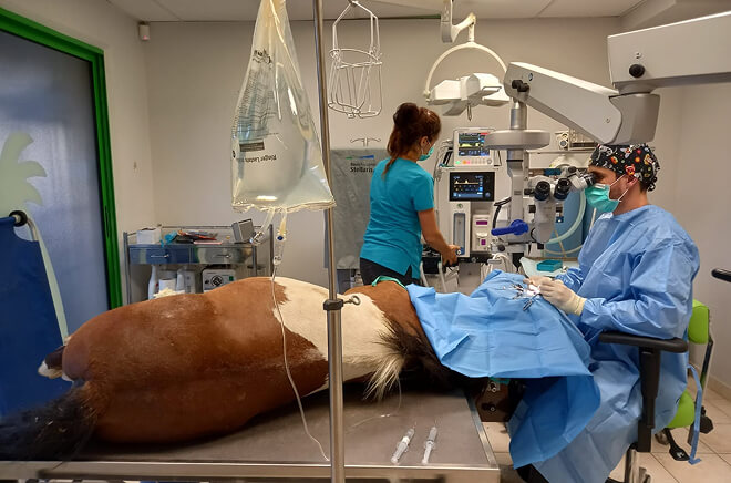 MC-Chirurgie Chirurgie et Hospitalisation