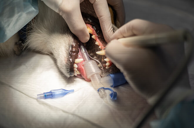 MC-Dentisterie Dentisterie et Diététique