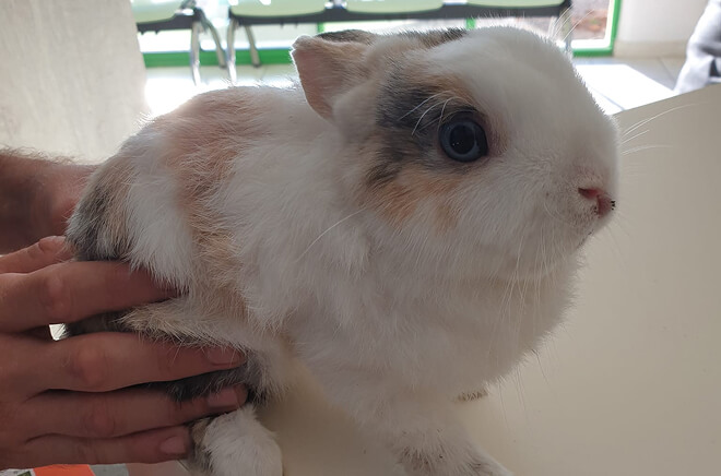 MC-NAC NAC et Pathologies apicoles